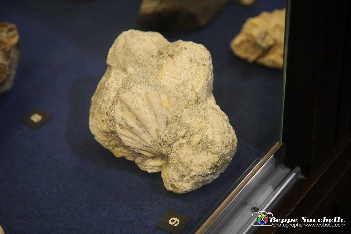 VBS_9045 - Museo Paleontologico - Asti.jpg